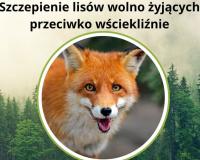 Napis szczepienie lisów wolno żyjących przeciwko wściekliźnie w tle las, na pierwszym planie lis