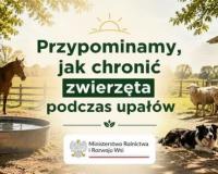 Grafika informacyjna Ministerstwa Rolnictwa i Rozwoju Wsi z hasłem „Przypominamy, jak chronić zwierzęta podczas upałów”. Na ilustracji przedstawiono zwierzęta gospodarskie (krowy, konia, owce, świnię) oraz psa w nasłonecznionej zagrodzie z dostępem do wody.