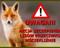 Rudy lis na tle zdjęcia. Obok znak ostrzegawczy z wykrzyknikiem oraz napis: «UWAGA!!! Akcja szczepienia lisów przeciwko wściekliźnie»