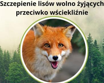 Napis szczepienie lisów wolno żyjących przeciwko wściekliźnie w tle las, na pierwszym planie lis