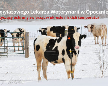 Zwierzęta gospodarskie, krowy na śniegu i napis Apel Powiatowego Lekarza Weterynarii w Opocznie dotyczący ochrony zwierząt w okresie niskich temperatur 
