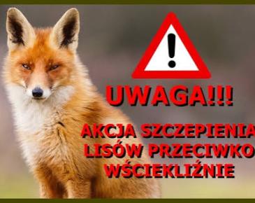 Rudy lis na tle zdjęcia. Obok znak ostrzegawczy z wykrzyknikiem oraz napis: «UWAGA!!! Akcja szczepienia lisów przeciwko wściekliźnie»