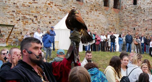  Sokolnik z mikrofonem trzyma na rękawicy drapieżnego ptaka, pokazując go zgromadzonej wokół publiczności na tle kamiennych murów zamku w Drzewicy